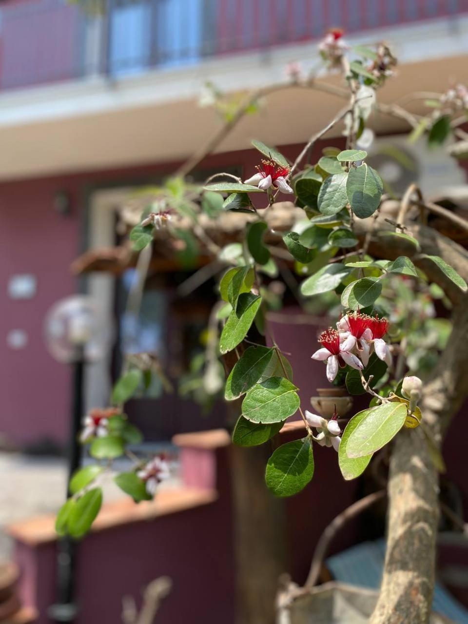 Agriturismo Etna-Mare 皮耶迪蒙泰埃特内奥 外观 照片